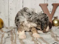 Belle, a female Miniature Bernedoodle for sale in Silver Lake, IN – Photo 6 of 6