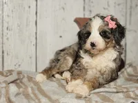 Belle, a female Miniature Bernedoodle for sale in Silver Lake, IN – Photo 5 of 6