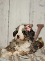 Belle, a female Miniature Bernedoodle for sale in Silver Lake, IN – Photo 4 of 6