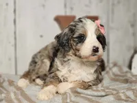 Belle, a female Miniature Bernedoodle for sale in Silver Lake, IN – Photo 1 of 6
