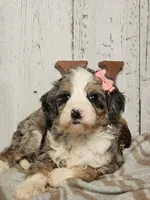 Belle, a female Miniature Bernedoodle for sale in Silver Lake, IN – Photo 3 of 6