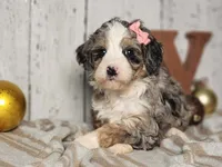 Belle, a female Miniature Bernedoodle for sale in Silver Lake, IN – Photo 2 of 6
