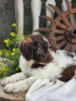 Barnie, a male Miniature Bernedoodle for sale in Silver Lake, IN – 4 of 5