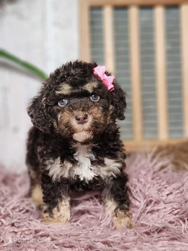Beatris, a female Miniature Goldendoodle for sale in Silver Lake, IN – Photo 1 of 6