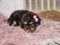 Beatris, a female Miniature Goldendoodle for sale in Silver Lake, IN – Photo 5 of 6