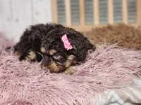 Beatris, a female Miniature Goldendoodle for sale in Silver Lake, IN – Photo 2 of 6