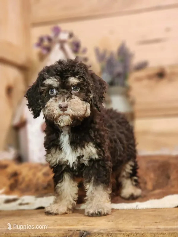 Beatris – Miniature Goldendoodle puppy for sale in Silver Lake, IN