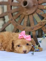 Susie, a female Poodle - Toy  for sale in Silver Lake, IN – 6 of 8