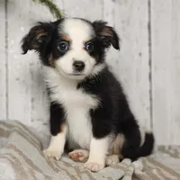Banjo, a male Australian Shepherd for sale in Silver Lake, IN – Photo 1 of 5