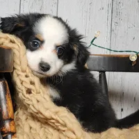 Banjo, a male Australian Shepherd for sale in Silver Lake, IN – Photo 5 of 5