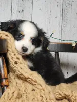 Olof, a male Australian Shepherd for sale in Silver Lake, IN – Photo 5 of 5