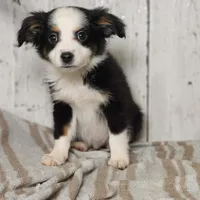 Banjo, a male Australian Shepherd for sale in Silver Lake, IN – Photo 2 of 5