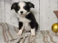 Olof, a male Australian Shepherd for sale in Silver Lake, IN – Photo 2 of 5