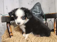 Olof, a male Australian Shepherd for sale in Silver Lake, IN – Photo 3 of 5