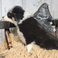 Banjo, a male Australian Shepherd for sale in Silver Lake, IN – Photo 4 of 5