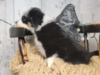 Olof, a male Australian Shepherd for sale in Silver Lake, IN – Photo 4 of 5