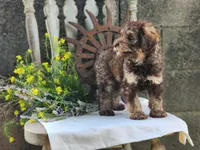 Bernard, a male Miniature Bernedoodle for sale in Silver Lake, IN – 5 of 6