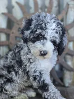 Elliot , a male Miniature Goldendoodle for sale in Silver Lake, IN – 3 of 10