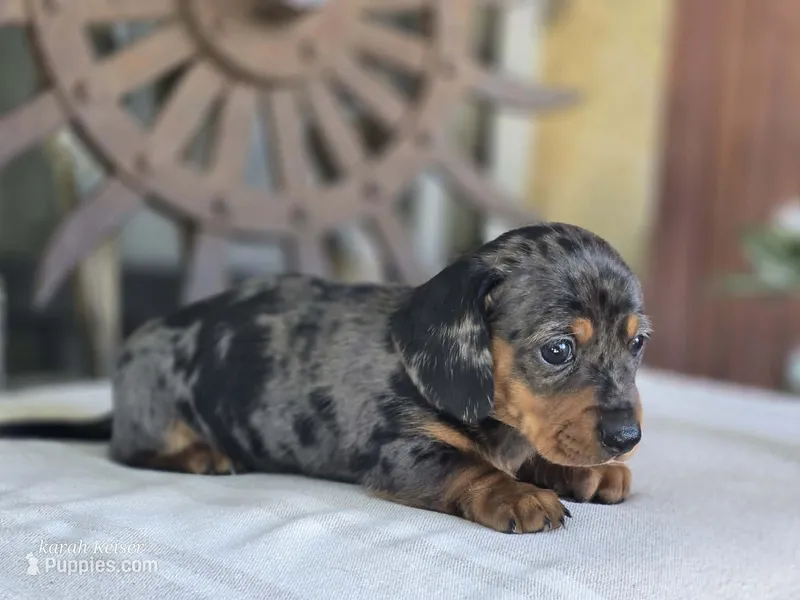 Wanda – Miniature Dachshund puppy for sale in Silver Lake, IN