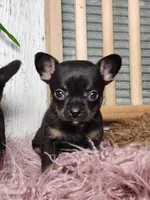 Jerry , a male French Bulldog and Chihuahua for sale in Silver Lake, IN – Photo 6 of 9