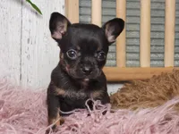 Jerry , a male French Bulldog and Chihuahua for sale in Silver Lake, IN – Photo 3 of 9