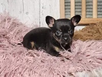 Jerry , a male French Bulldog and Chihuahua for sale in Silver Lake, IN – Photo 5 of 9