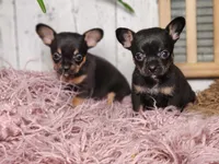 Jerry , a male French Bulldog and Chihuahua for sale in Silver Lake, IN – Photo 2 of 9