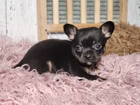 Jerry , a male French Bulldog and Chihuahua for sale in Silver Lake, IN – Photo 4 of 9