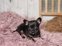 Jerry , a male French Bulldog and Chihuahua for sale in Silver Lake, IN – Photo 1 of 9