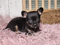 Jerry , a male French Bulldog and Chihuahua for sale in Silver Lake, IN – Photo 9 of 9