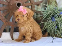 Susie, a female Poodle - Toy  for sale in Silver Lake, IN – 5 of 8