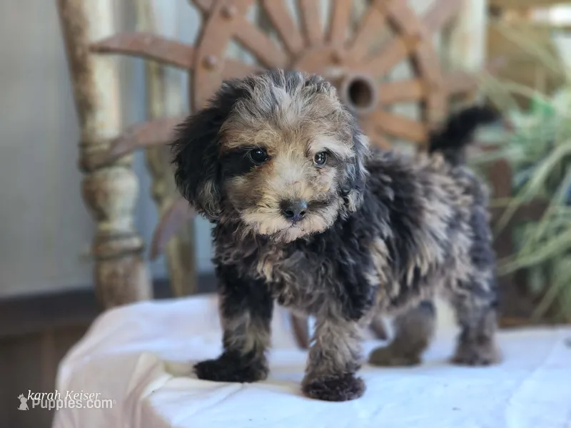 Sunny – Poodle - Toy  puppy for sale in Silver Lake, IN