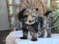 Sunny, a male Poodle - Toy  for sale in Silver Lake, IN – 1 of 5
