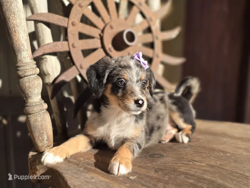 Susie – Australian Cattle Dog, Poodle - Miniature  puppy for sale in Silver Lake, IN