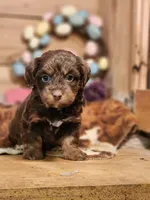 Douglas, a male Miniature Aussiedoodle for sale in Silver Lake, IN – Photo 4 of 5