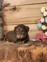 Douglas, a male Miniature Aussiedoodle for sale in Silver Lake, IN – Photo 2 of 5