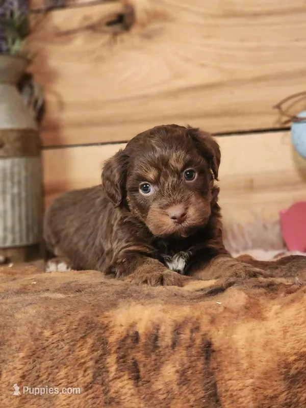 Douglas – Miniature Aussiedoodle puppy for sale in Silver Lake, IN