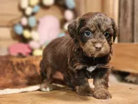 Douglas, a male Miniature Aussiedoodle for sale in Silver Lake, IN – Photo 3 of 5