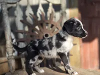 sally, a female Australian Cattle Dog and Poodle - Miniature  for sale in Silver Lake, IN – 3 of 5
