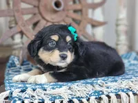 Dixie, a female Miniature Australian Shepherd for sale in Silver Lake, IN – 2 of 3