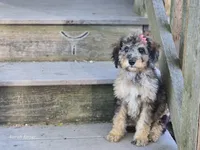Bernie, a female Miniature Bernedoodle for sale in Silver Lake, IN – 3 of 4