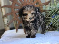 Sunny, a male Poodle - Toy  for sale in Silver Lake, IN – 2 of 5