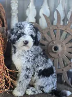 Elliot , a male Miniature Goldendoodle for sale in Silver Lake, IN – 10 of 10