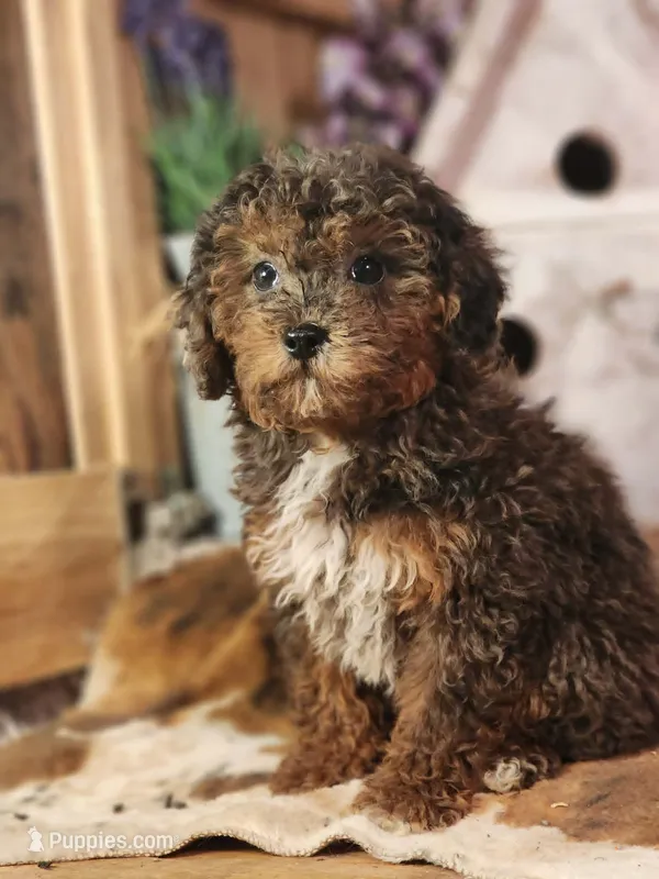Forrest Frank – Poodle - Toy , Miniature Goldendoodle puppy for sale in Silver Lake, IN