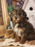 Forrest Frank, a male Poodle - Toy  and Miniature Goldendoodle for sale in Silver Lake, IN – 1 of 7