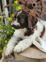 Barnie, a male Miniature Bernedoodle for sale in Silver Lake, IN – 2 of 5