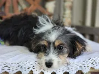 Daisy, a female Miniature Aussiedoodle for sale in Silver Lake, IN – 3 of 6