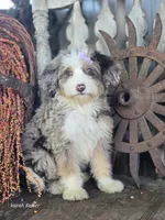 Faith, a female Miniature Bernedoodle for sale in Silver Lake, IN – 3 of 9