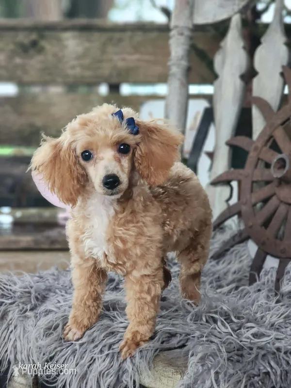 Sandy – Poodle - Toy  puppy for sale in Silver Lake, IN