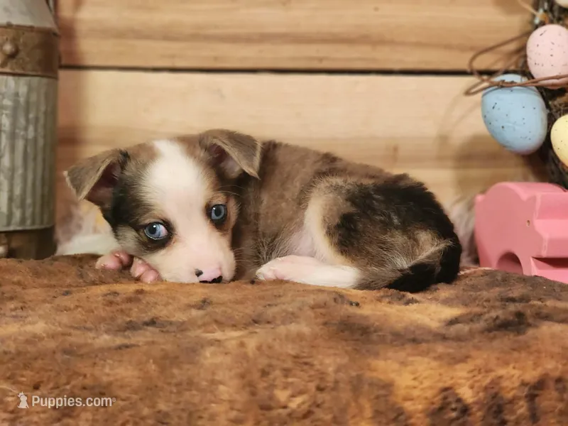 Cadburry – Australian Cattle Dog puppy for sale in Silver Lake, IN